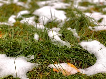 Grass growing through snow
