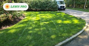 Identifying Summer Lawn Fungus in Saint James & Setauket: Summer lawn fungus on a Setauket lawn identified by Lawn Pro