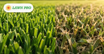 Clean Cuts vs. Torn Grass: Close-up of clean-cut grass blades on a Lawn Pro lawn