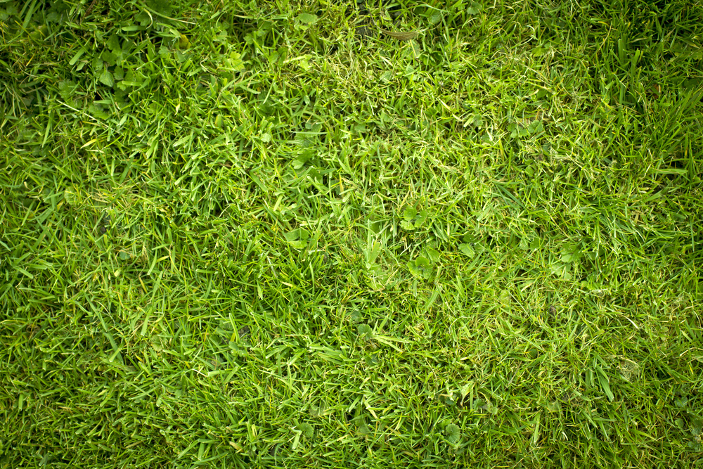 How the Warm Weather is Affecting Your Lawn: What You Need to Know