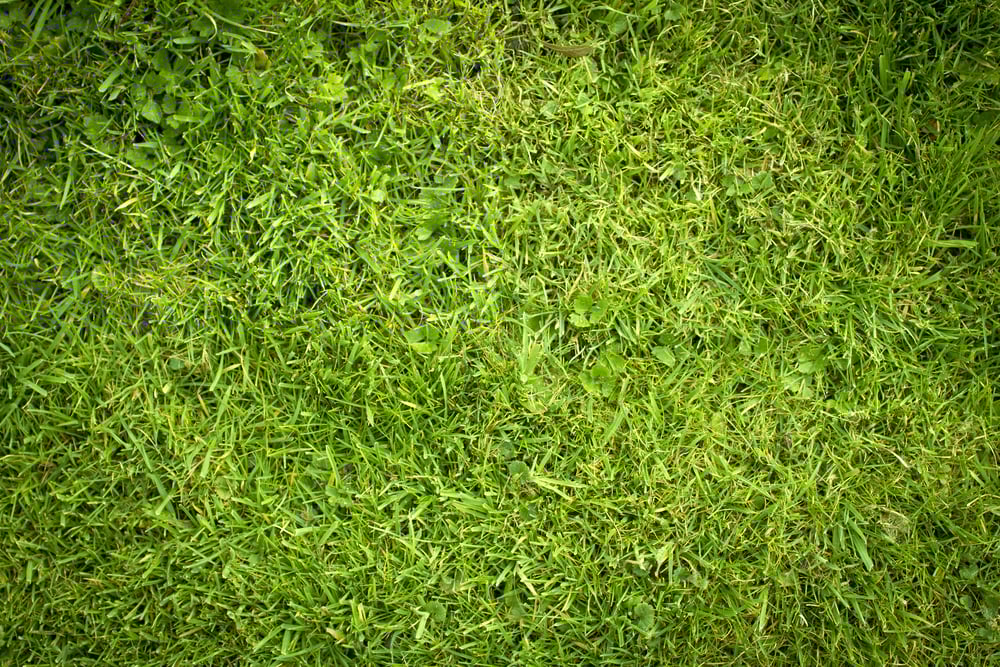 How the Warm Weather is Affecting Your Lawn: What You Need to Know